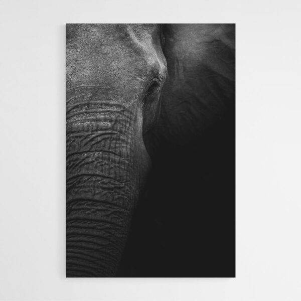 Tableau Photo elephant