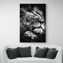 tableau lion qui dors canape blanc