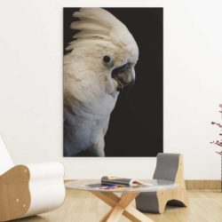 Tableau perroquet blanc