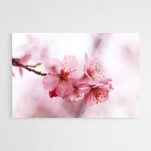 tableau deco fleur de cerisier