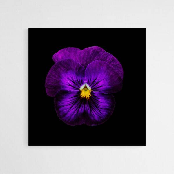 tableau deco fleur violette