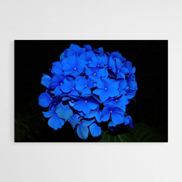 tableau sur toile hortensia bleu
