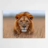 Tableau Lion Savane 1.webp