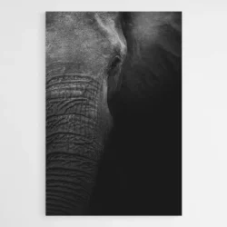 Tableau Photo elephant 1.webp