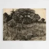 arbre van gogh 1.webp