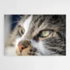 tableau chat yeux verts 1.webp