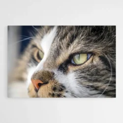 tableau chat yeux verts 1.webp