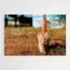 tableau chaton 1.webp
