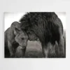 tableau couple lion 1.webp