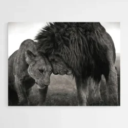 tableau couple lion 1.webp