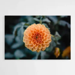 tableau dahlia 1.webp