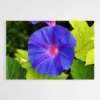 tableau fleur bleu 1.webp