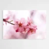 tableau fleur de cerisier 1.webp