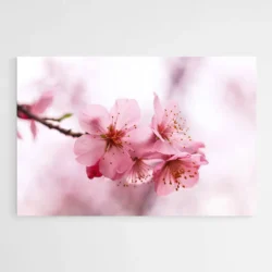 tableau fleur de cerisier 1.webp