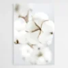 tableau fleur de coton 1.webp