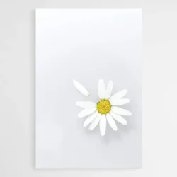 tableau fleur marguerite 1.webp