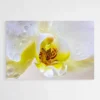 tableau fleur orchidee 1.webp