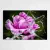tableau fleur pivoine 1.webp