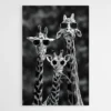 tableau girafes noir et blanc 1.webp