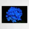 tableau hortensia bleu 1.webp