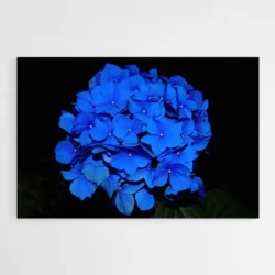 tableau hortensia bleu 1.webp