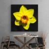 tableau jonquille carre 3.webp