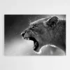 tableau lionne noir et blanc 1.webp