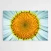 tableau marguerite 1.webp