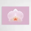 tableau orchidee blanche 1.webp