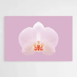 tableau orchidee blanche 1.webp