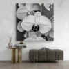 tableau orchidee noir et blanc carre 2.webp