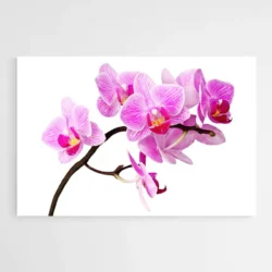 tableau orchidee rose 1.webp