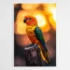 tableau perroquet orange 1.webp