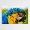 tableau perroquet original 1.webp