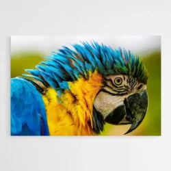 tableau perroquet original 1.webp