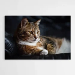 tableau photo chat 1.webp