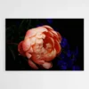 tableau pivoine 1.webp