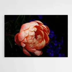 tableau pivoine 1.webp