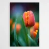 tableau tulipe moderne 1.webp