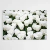tableau tulipes blanches 1.webp